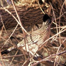 C'est le road-runner 'Bip-bip', heureusement il n'y a pas de coyote null